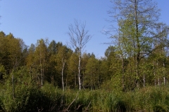Rzeka Sawica