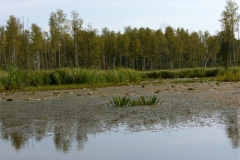 Rzeka Sawica