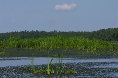 Rzeka Sawica