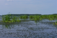 Rzeka Sawica