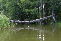 Rzeka Sawica