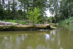 Rzeka Sawica