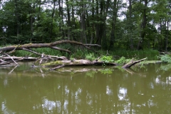 Rzeka Sawica