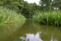 Rzeka Sawica